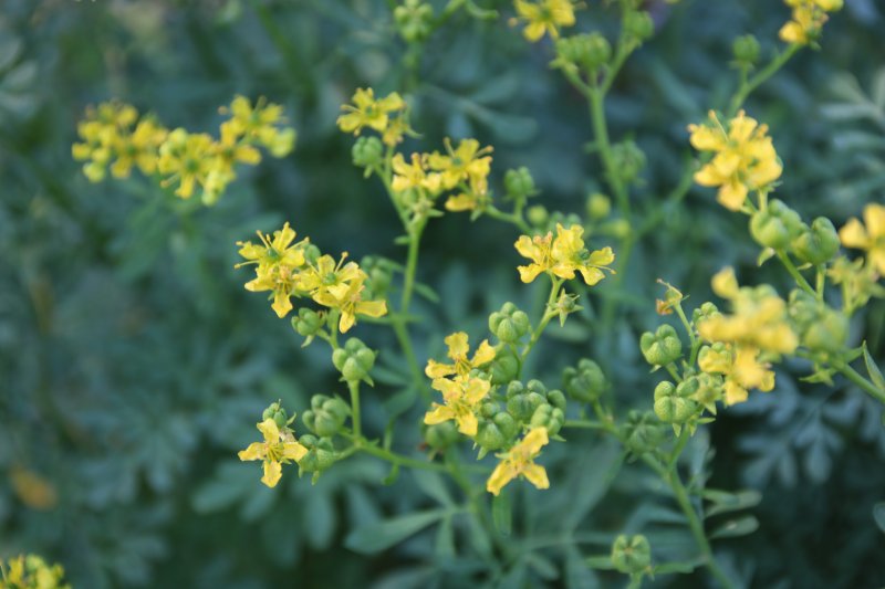 Ruta graveolens Tuoksuruuta